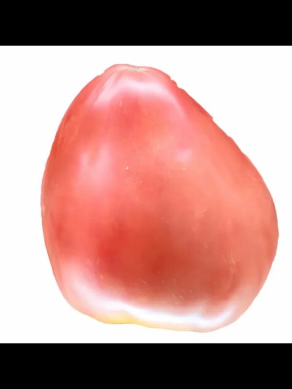 Томаты Полиция 29: секреты идеального урожая и советы по уходу