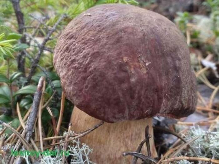 ����� ���� ��������: �������, �������������� � ���������� �����������