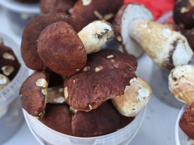 Грибной бум на Южном Урале: зимний сбор продолжается