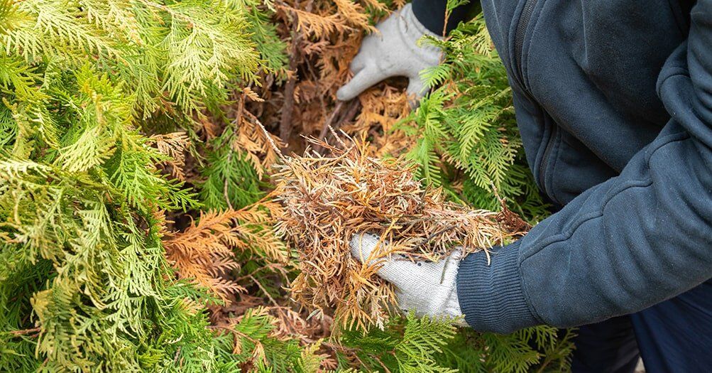 �������� �������������� ���: ������� ���������� � ������� ��������