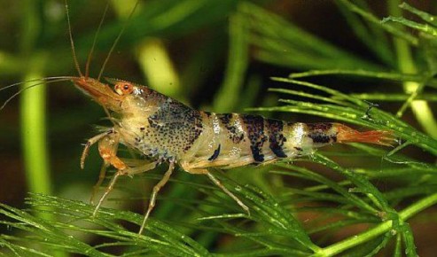 ��������-�����