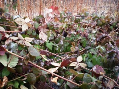 ����� � ��� ��������� �������� �������: ������ ������ ��� �����������