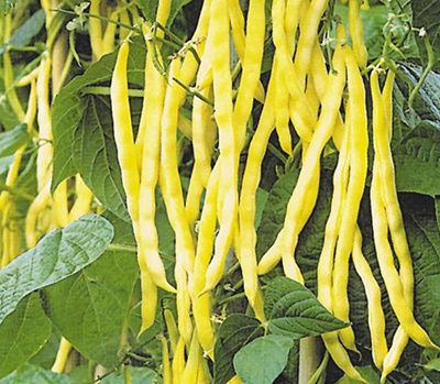 ��� ������� ������ ���� ��������� ������ ��� ������ �������: ������ � ������������