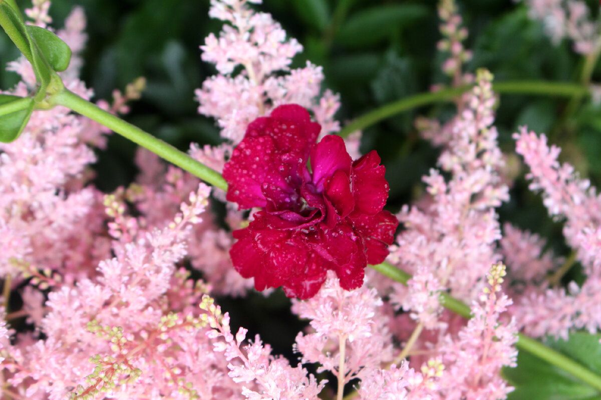 ������ ���������� "Gardener's World": ����� �� ����� �� ��������� ����?