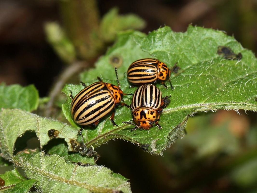 ������ �� ���������? ����������� ����������� �������� ������ ������������ ����