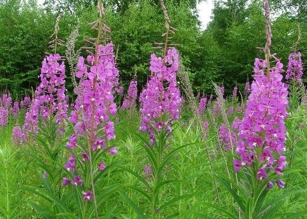 ����-���: ���� ���� � ����� ������