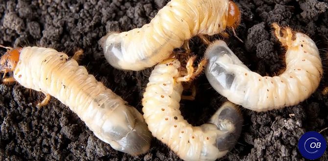 ��� ���������� �������� ���� ����� �� ����������: ������ ��� �����������