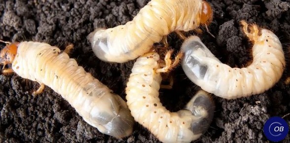 Как эффективно защитить свою почву от вредителей: советы для огородников