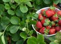 Клубника зимой и летом: узнайте о лучших ремонтантных сортов
