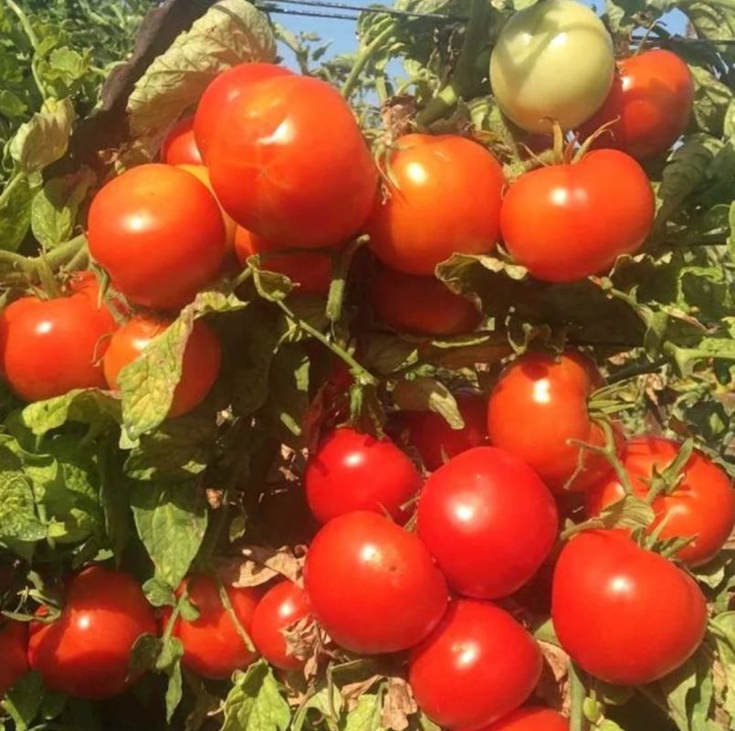 ������ ��� ������ �������: ������ ����� �� 2025 ���