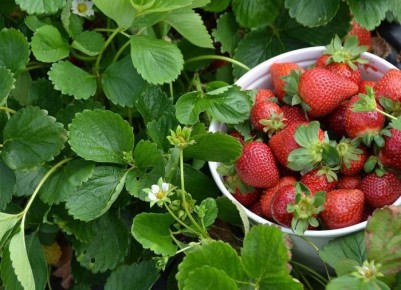 Клубника зимой и летом: узнайте о лучших ремонтантных сортов