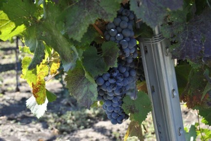 Донские вина блеснули на международном конкурсе в ЮАР