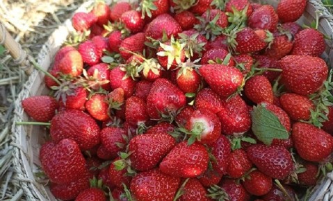 Клубника в банках: как сохранить летний вкус на весь год