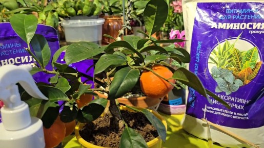 Как правильно пересадить цитрусовое дерево: советы для новичков