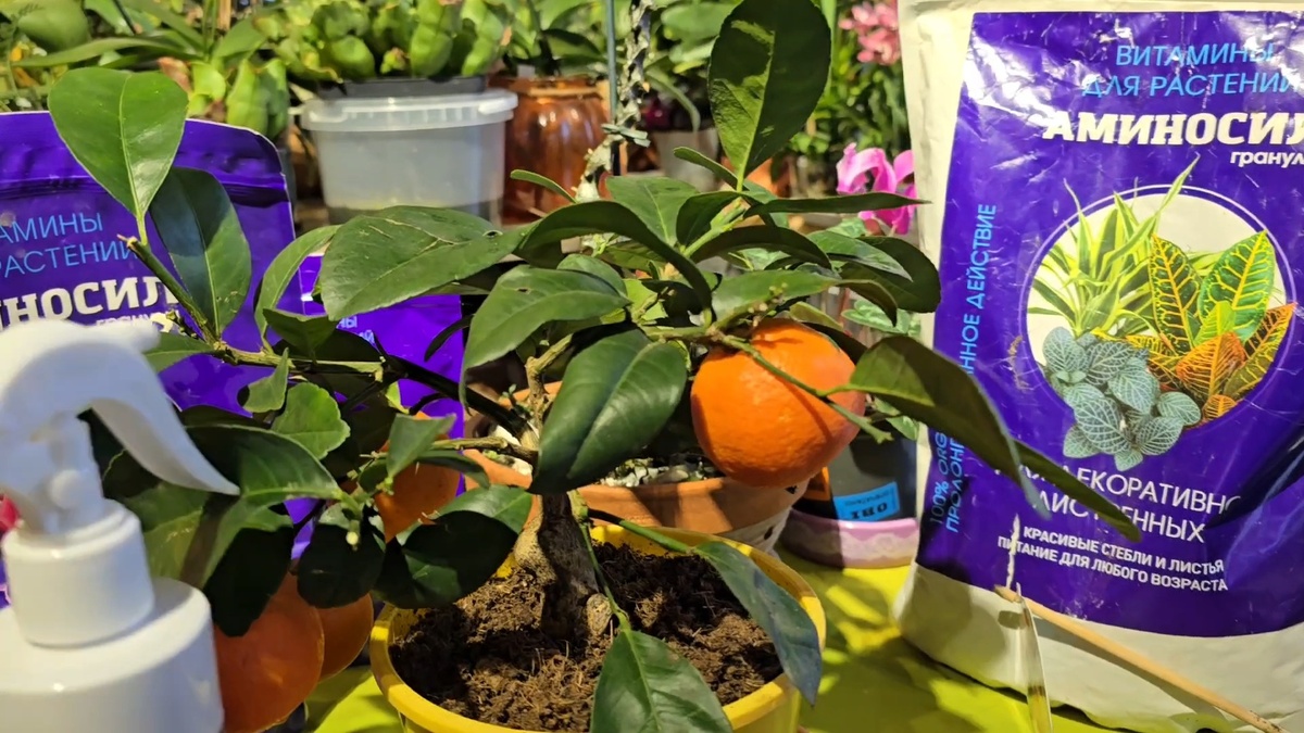 Как правильно пересадить цитрусовое дерево: советы для новичков