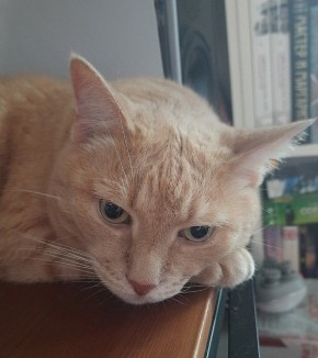 Лето, фрукты и чистота: как правильно мыть арбузы и черешню