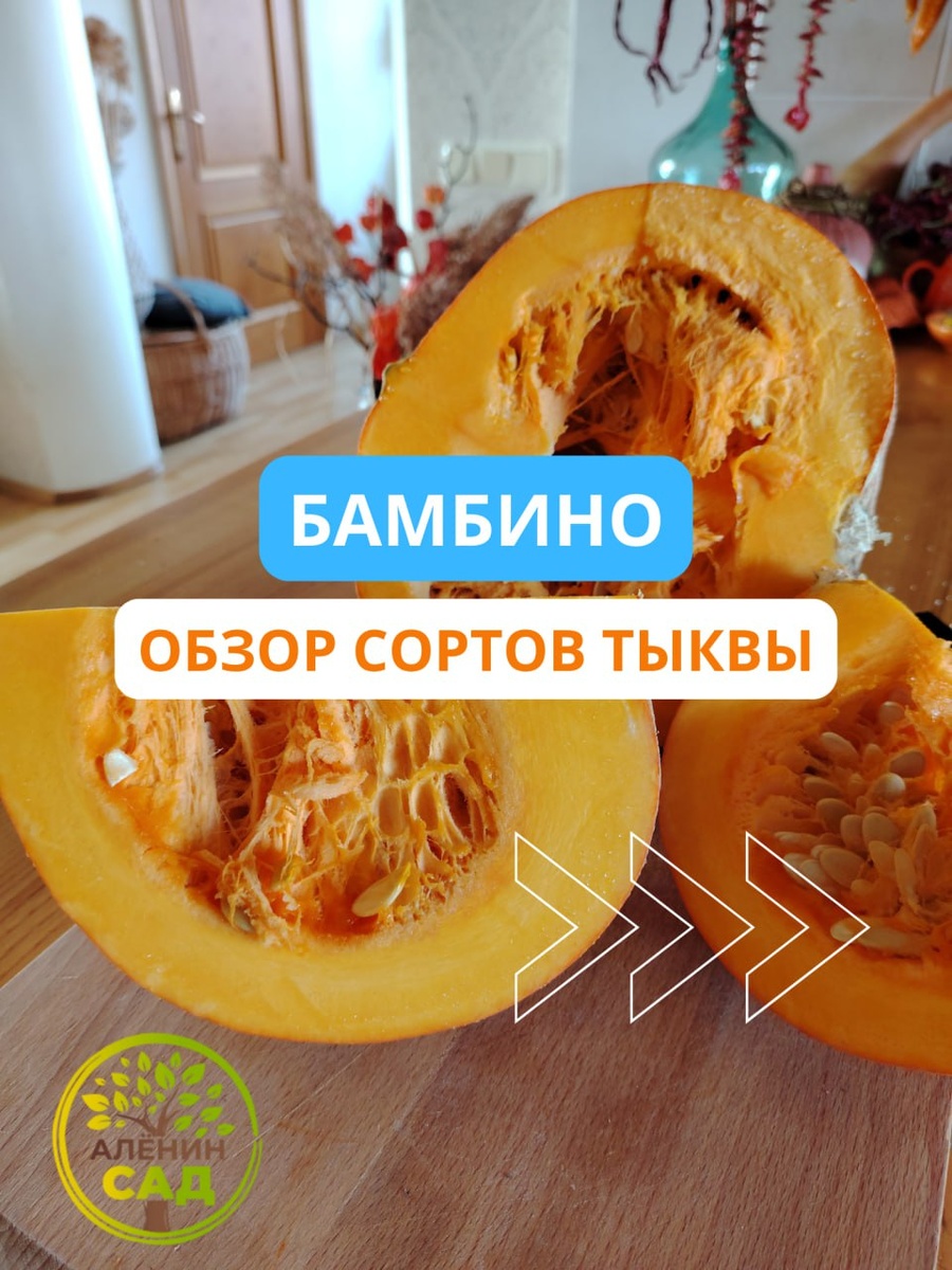Новые сорта тыквы 2026 года: знакомьтесь с Бамбино