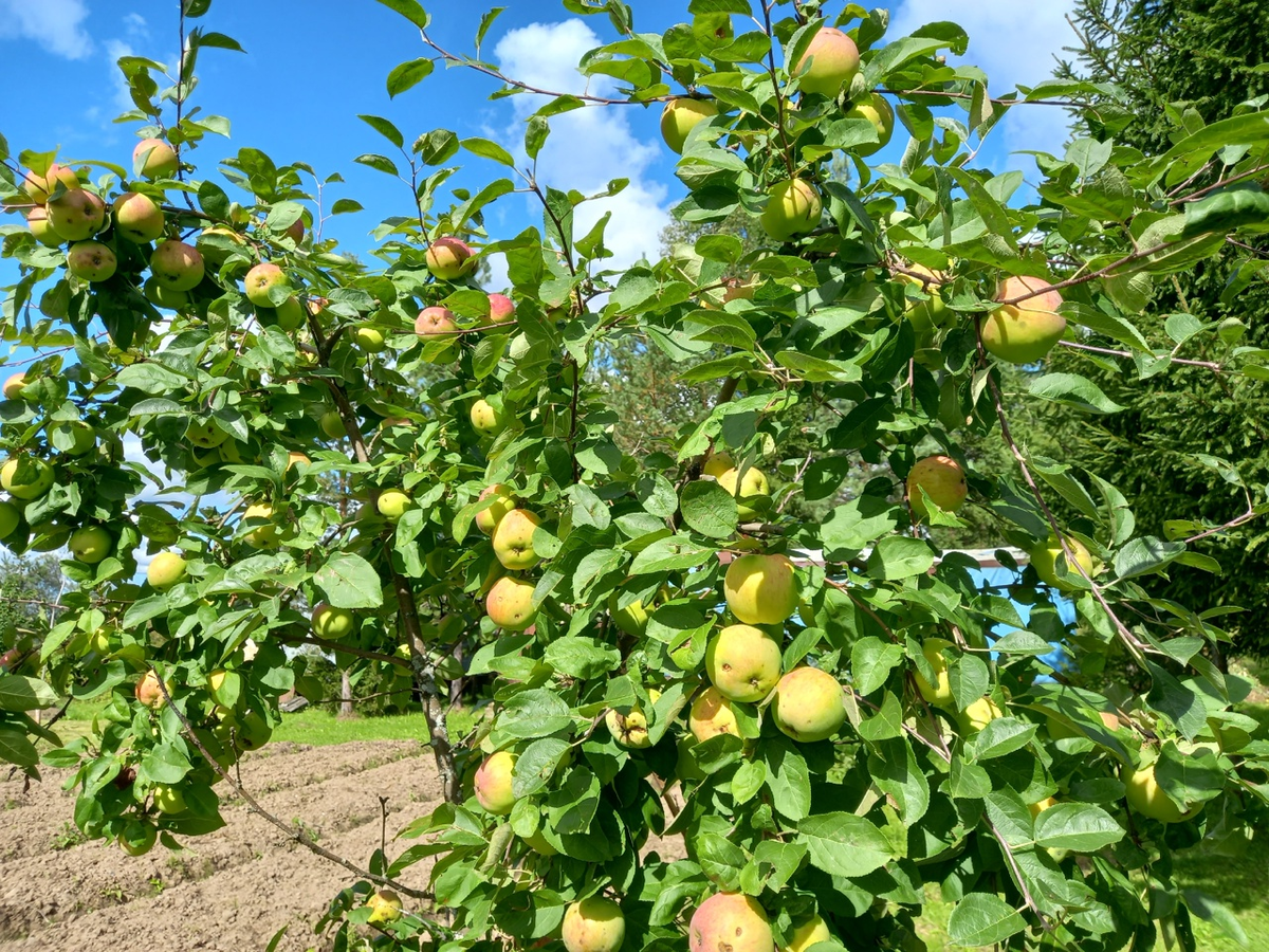 Сколько картошки собрали, чтобы не стыдиться перед родителями