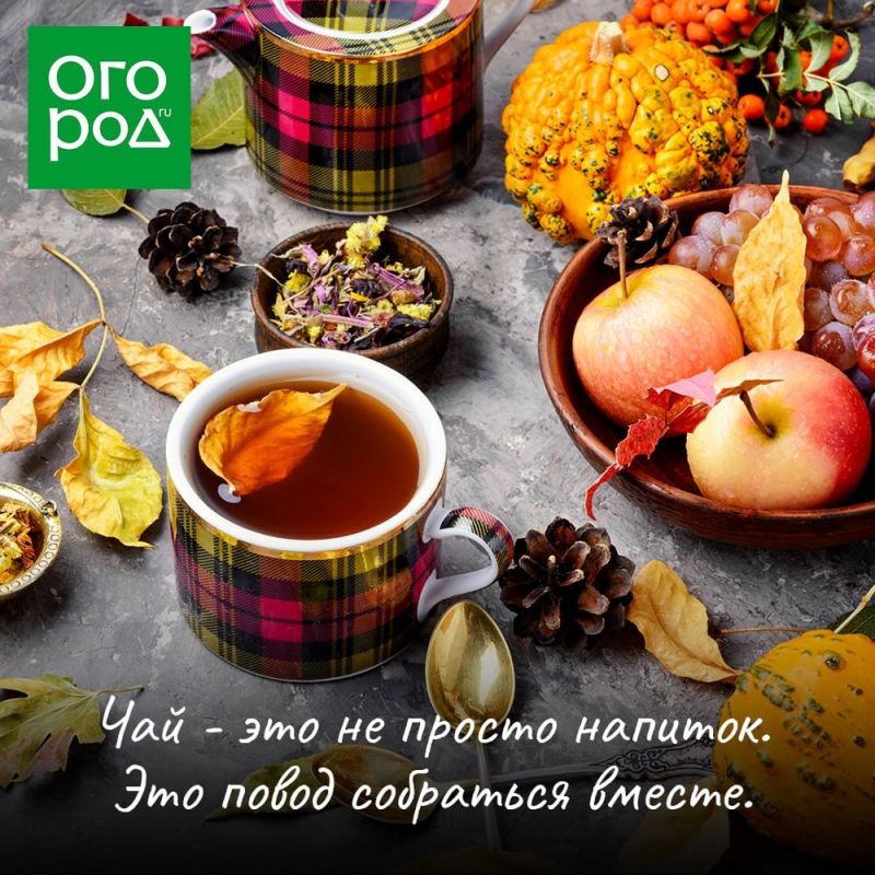 Осенний уют: травы для согревающего чая