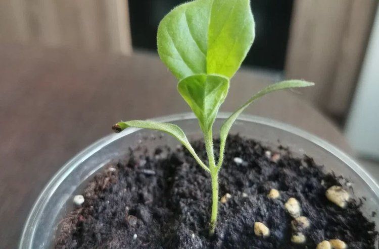 ��� ��������� ������� ������� ���������� ��� �������� ������