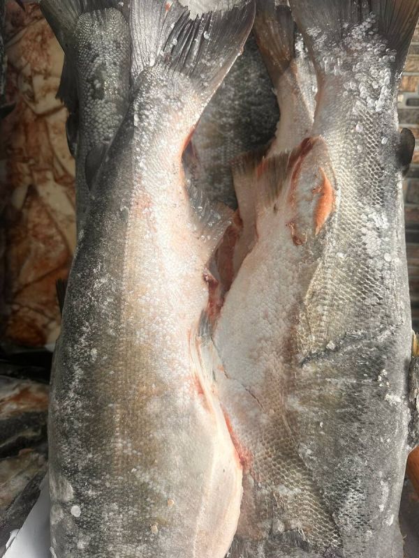 Кижуч: Дальний Восток на вашей тарелке