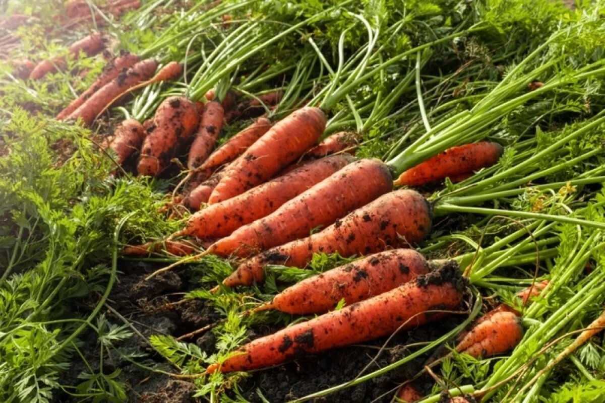 Ботва моркови: секрет здоровья, который вы выбрасываете
