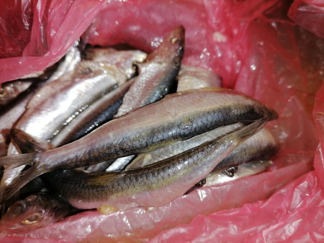 Как из кильки сделать деликатес на праздничный стол