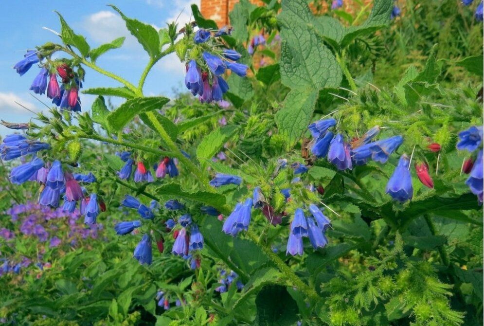 Окопник лекарственный: секреты целебных свойств и применения