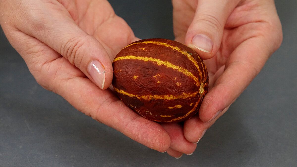 ��������� �������: ����� �����, ������� ������ ����