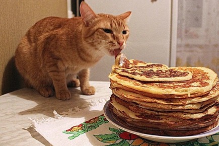 Почему коты предпочитают мясо и не чувствуют сладкий вкус: факты о любимцах