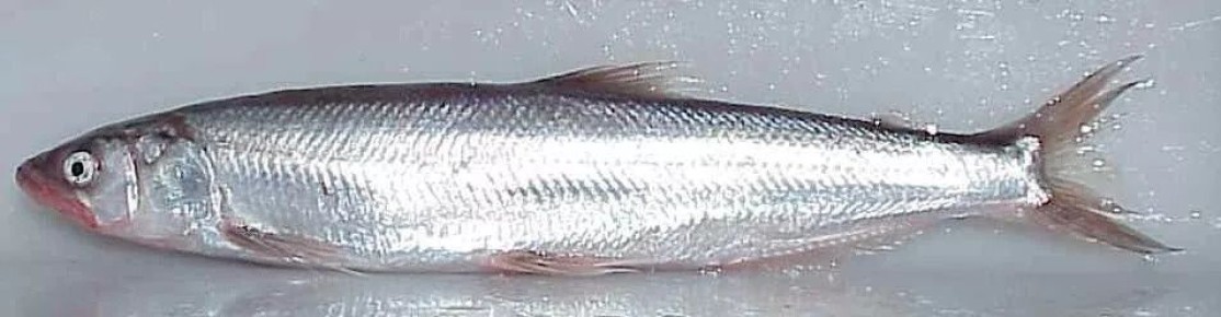 ����-�����: ���������� ������ � �������� � ��������