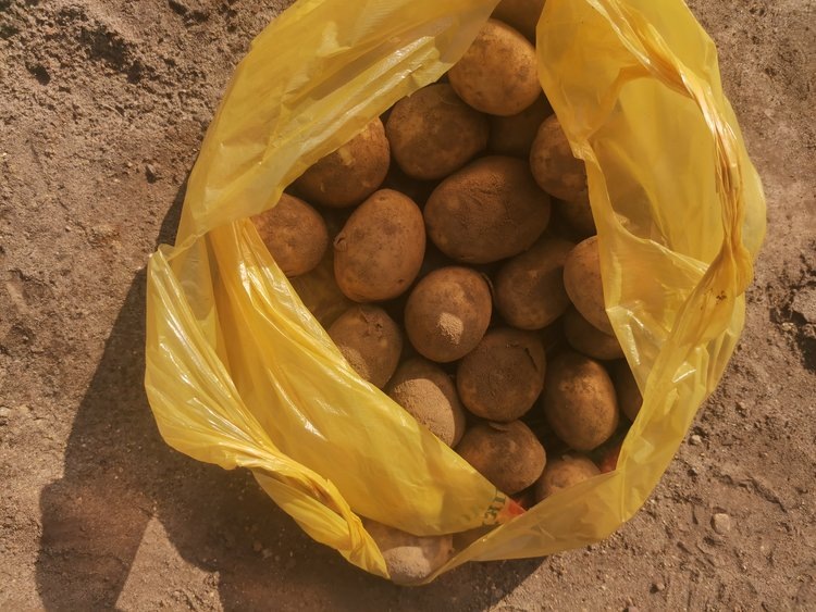 Как правильно хранить картофель: советы по предотвращению прорастания