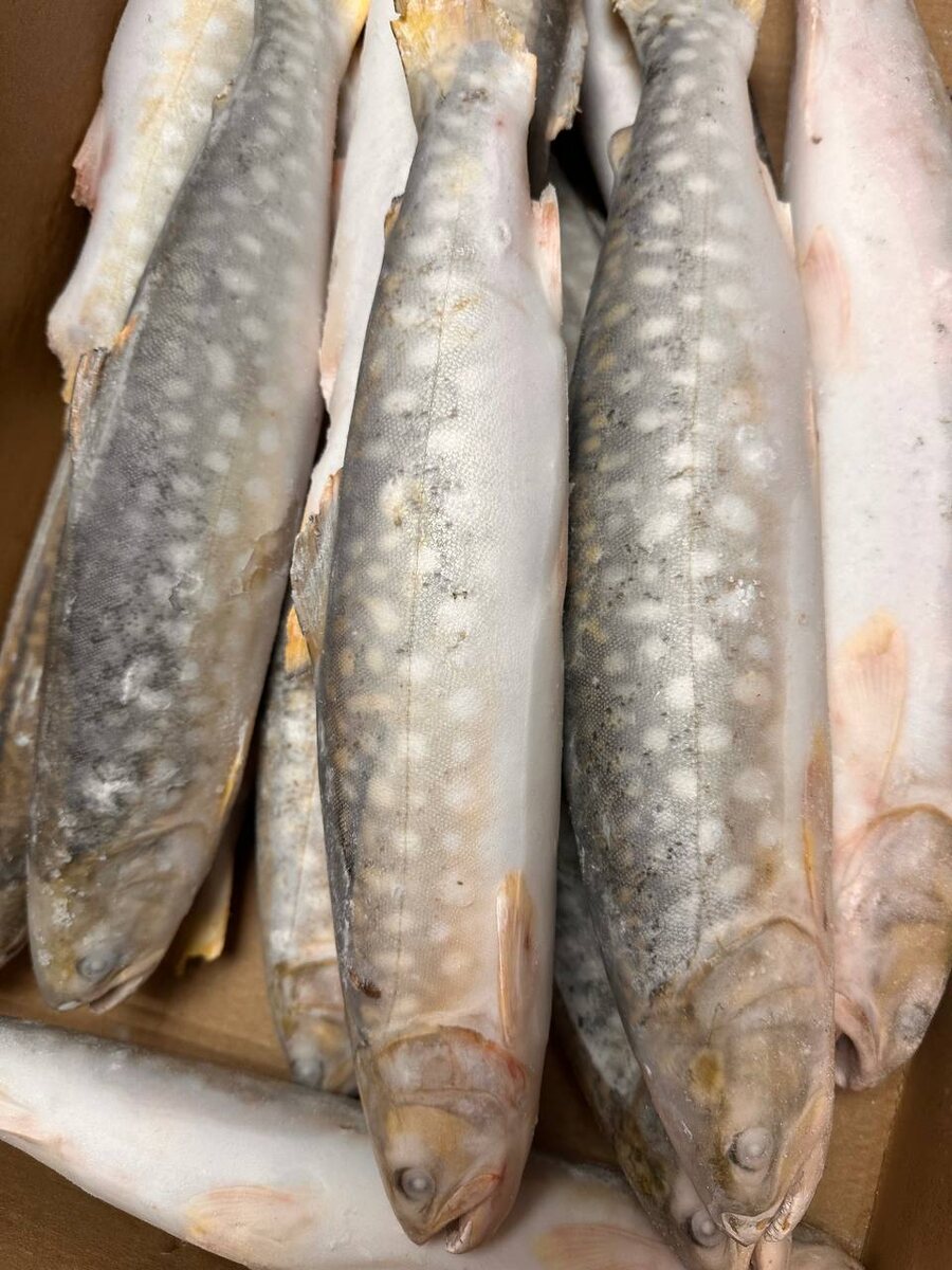 Истинный вкус тихоокеанской форели: Что нужно знать о кундже