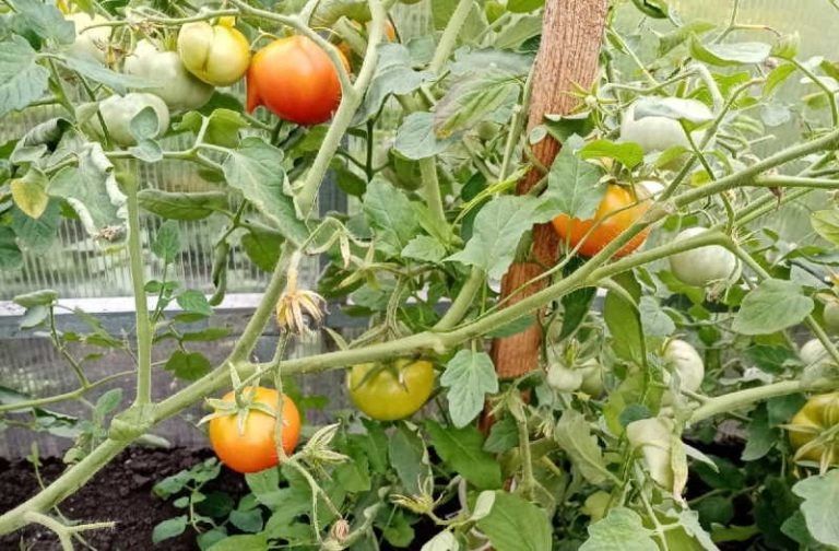 ������ ������ ��� �������: ������� ��������� 2026 ����