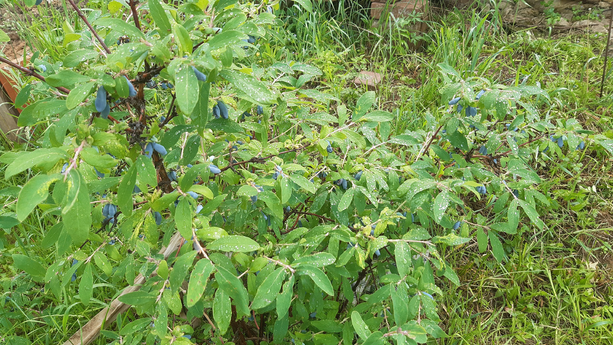 Истинное лакомство: Варенье-пятиминутка из жимолости