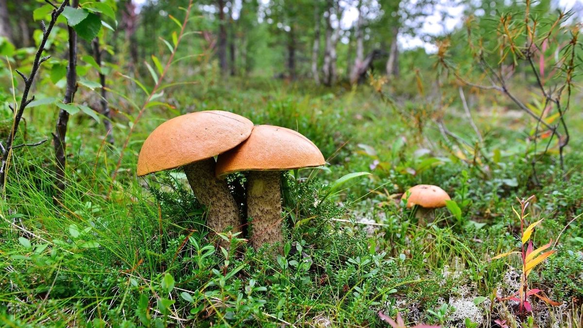 ������ ����� �������� ������� ��������: ���������� ������� �������