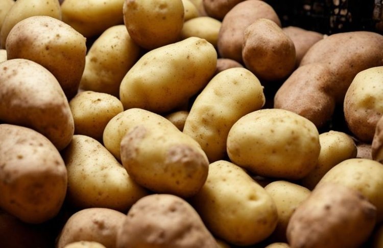 Развитие органического картофелеводства в Нидерландах: стратегия роста через сотрудничество