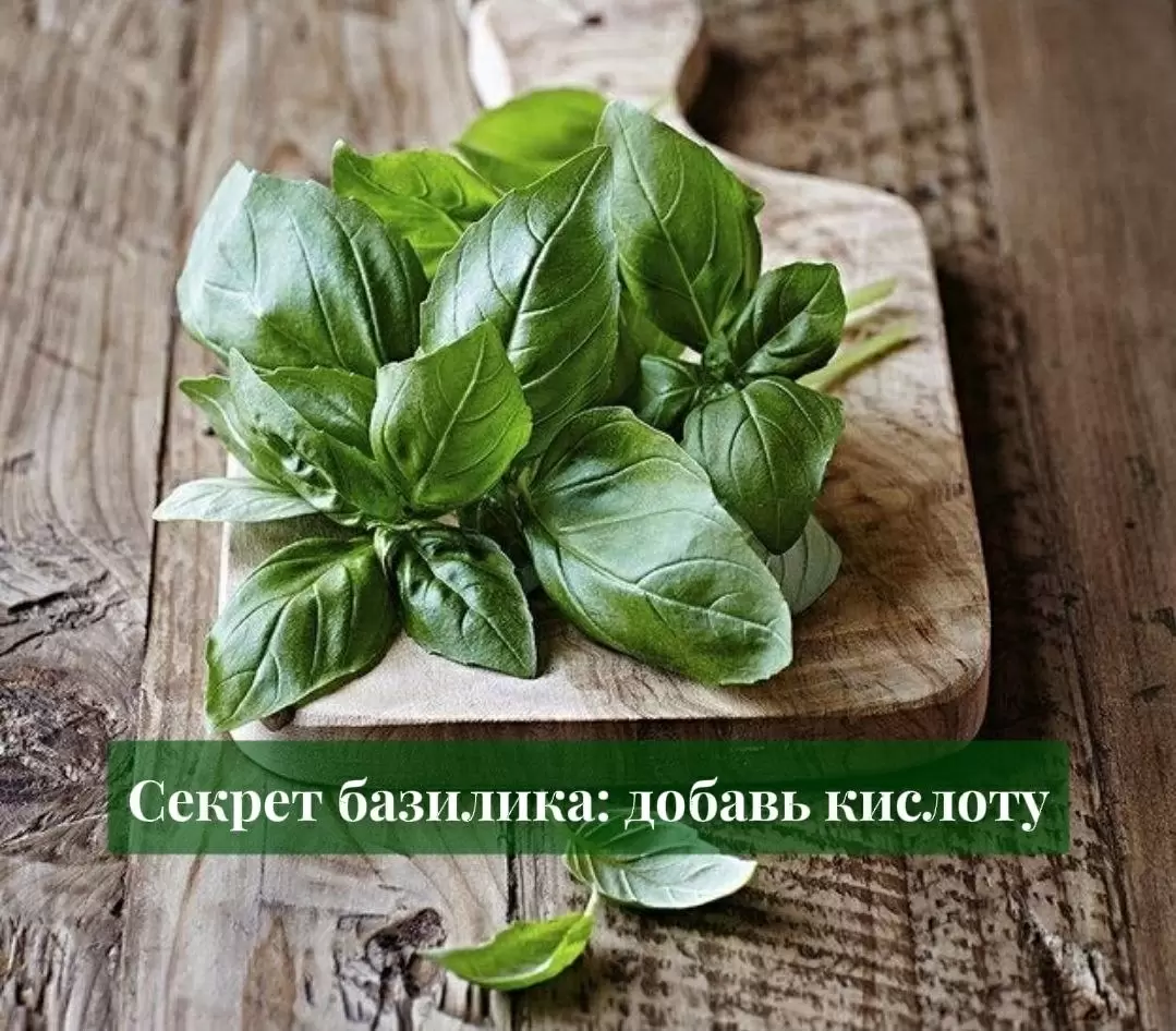 Секреты базилика: как кислота раскрывает его аромат