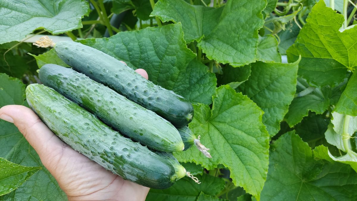 ������ ������������ ������ �� ����: ������� ������� ���������