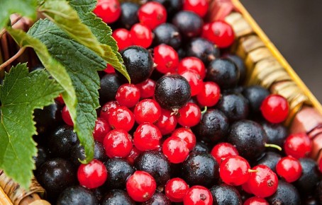 ���������: ����� �����, ������ ��������� � ���������� ��������