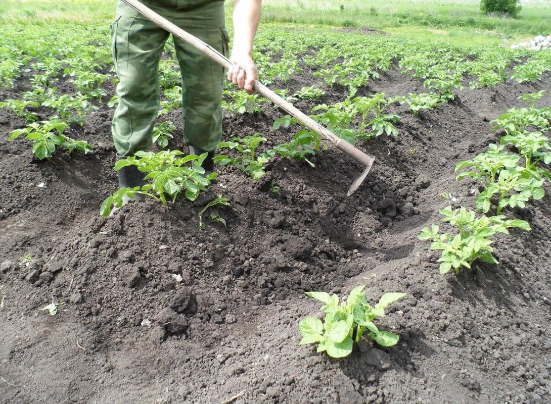 Окучивание картофеля: секреты успеха каждого огородника