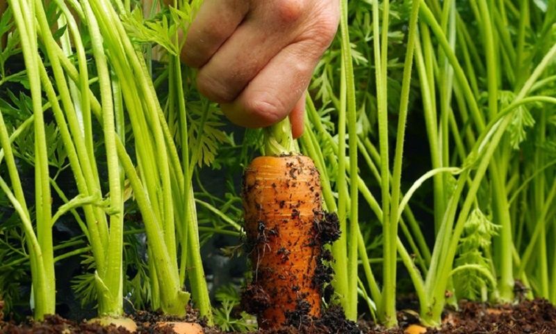 Секреты быстрого проращивания моркови: как получить высокий урожай без химии всего за три дня