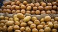 Научный прорыв: белорусские ученые создают новые сорта картофеля и овощей
